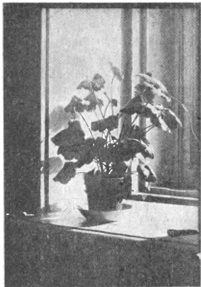Снимок растения, сделанный описанным аппаратом.